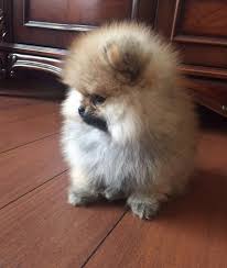pomeranian boo pomeranian boo kopek kopekseverler kopeksahiplendirme kopekyavrusu evcilhayvan evcilhayvanurunleri sati kopek turleri pomeranya kopek