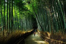 The current local time in kyoto is 4 minutes ahead of apparent solar time. Best Time To Visit Kyoto When To Go Weather Guide For 2021