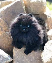 Pin On Replica Pet