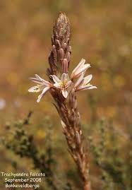 Image result for Trachyandra saltii