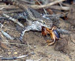 California lizards identification & full guide. Lizards In Your Yard Are A Good Thing Orange County Register