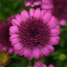 Image result for foto Osteospermum