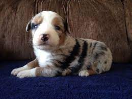 Litter Of 9 Australian Shepherd Puppies For Sale In Bridgewater Va Adn 62212 On Puppyfinder Com Gender Male Age Aussie Puppies Puppies Aussiedoodle Puppies