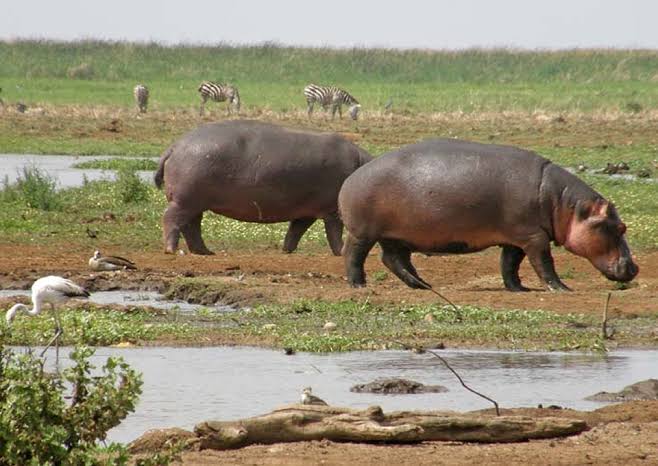 African wildlife in a natural savannah landscape
