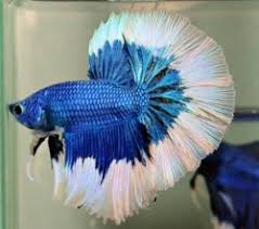 Fredrick aka js (author) from my male betta has white tips of his front fins, he should be healthy i feed him pellets and every 2 days i. Wazeers Aquariums Blue Halfmoon White Rim Betta Male