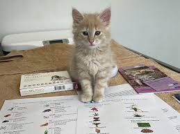 All questions about your dog or cat's vaccines answered. Blogs Archives Lynbrook Vet
