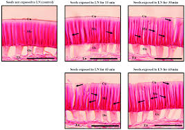 Image result for Teramnus labialis