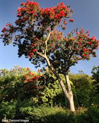Alloxylon Flammeum Tree Waratah Rainforest Plants Australian Trees Australian Plants