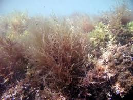 Image result for Hyparrhenia mobukensis