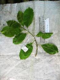 Image result for Terminalia brachystemma