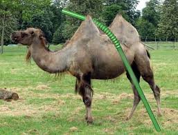 The straw that broke the camel's back. Straw Camel S Back