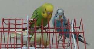 Cimcime