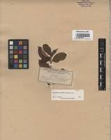 Image result for Strophanthus welwitschii