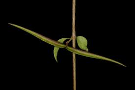 Image result for Secamone parvifolia