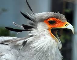 Birds Of A Feather Movie 2020 The Secretary Bird Is So Gorgeous It Could Easily Become A Character In A Pixar Movie In 2020 Bird Beaks Birds Of Prey Bird Photo