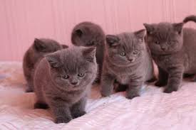 Discover our bengal kittens & cats that are currently for sale. Pure British Shorthair Kittens Ready To Go To Their New Homes Pet World Egypt