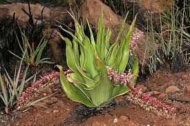 Image result for Ledebouria cordifolia