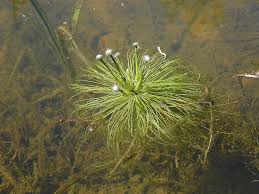 Image result for Eriocaulon setaceum