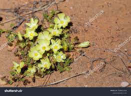 Image result for Grielum