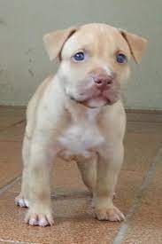 Pin On Puppies