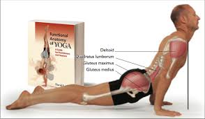 Sun Salutations Part 7 Upward Facing Dog Yoganatomy