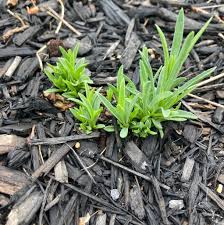 Image result for Pseudopodospermum hispanicum