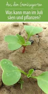 Was Kann Man Im Juli Pflanzen Und Saen Gruneliebe De Gardening For Beginners Winter Vegetables Gardening Plants