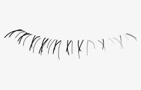 Download eyelashes png transparent and use any clip art,coloring,png graphics in your website, document or presentation. Free Lashes Clip Art With No Background Clipartkey