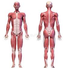 To better engage your chest, lean your torso forward at about a. Human Body Full Figure Male Muscular System Front And Back Views Stock Illustration Illustration Of Fiber Abdomen 158320782