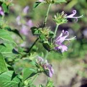 Image result for Acanthus polystachyus