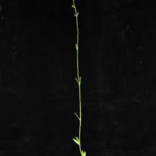 Image result for Rytigynia sp. M