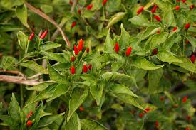 Image result for Capsicum frutescens