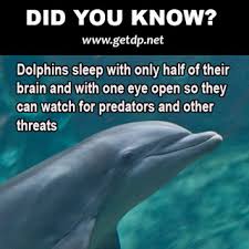 Image result for dolphins sleeping with one eye open