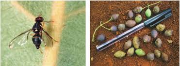 Image result for Crepidorhopalon whytei