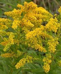Goldenrod Garden Items Kentucky State Flower Flowers