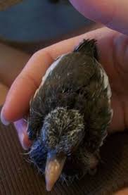 Make a bath pad by putting a clean towel on top of a folded blanket. How To Feed And Care For A Wild Baby Bird Pethelpful