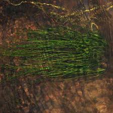 Image result for Eleocharis geniculata