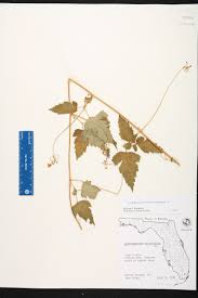 Image result for Cardiospermum corindum