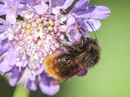 Image result for Bombus quadricolor