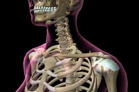 The cartilage is elastic and allows for expansion of the rib cage such as when taking a deep breath. Did You Know One Out Of Every 200 People Are Born With An Extra Rib Health Beat