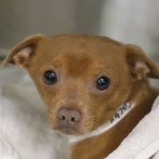 Maybe you would like to learn more about one of these? Dogs And Puppies For Adoption In San Diego Helen Woodward Animal Center Puppy Adoption Dogs And Puppies Dog Adoption