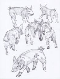 Tiffany Prothero Illustration Pig Art Animal Illustration Animal Drawings