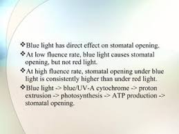 Presentation On Stomata | Ppt