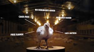 Super Size Me 2 Holy Chicken 2017 Imdb Funniest animals videos may 2019. super size me 2 holy chicken