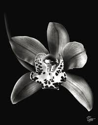 Everyone has a chance to be a photographer feature only through dm (no email) (please dont send any dm until further notice) main admin: Brown Orchid In Black And White Photograph By Endre Balogh