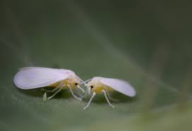 Avoid excess irrigation and fertilization, which may increase the susceptibility of plants to whiteflies. Control Whitefly Infestation Naturally Growing Spaces Greenhouses