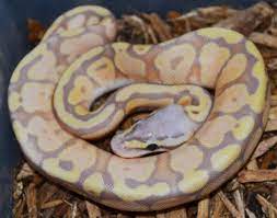 Check spelling or type a new query. Baby Banana Super Pastel Ball Pythons For Sale