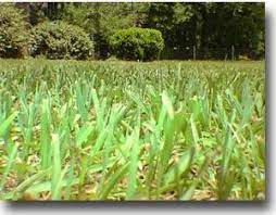 Bahiagrass Lawn Seed Bahiagrass Pasture Seed Bahia Grass Turfgrass Seed Bahiagrass Com Bahia Grass Summer Lawn Care Grass Care