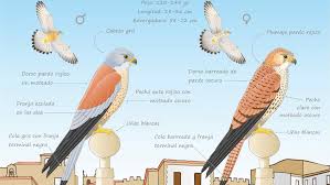 1.1 ficha de falco tinnunculus. Identificando Al Cernicalo Primilla Proyecto Life Zepaurban