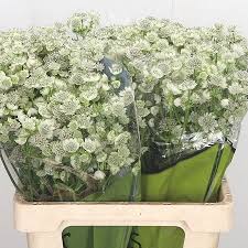 Delicate wedding bouquet of cream roses, freesia and blue hydrangeas on a white background. Astrantia Billion Stars 60cm Wholesale Dutch Flowers Florist Supplies Uk
